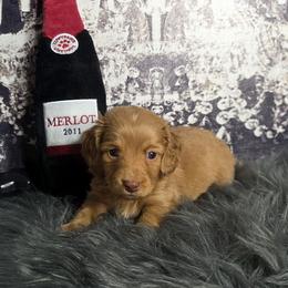 Chocolate based red ee Boy 1 - Red male Dachshund puppy in Austin, Colorado from Colorado Mini Dachshunds