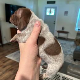 Clyde - Piebald male Dachshund puppy in Bruceton, Tennessee from Dachshund Dreams (miniature)
