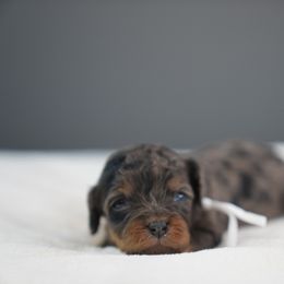 Ember - Merle female Cavapoo puppy in Caldwell, Idaho from Boise Doodle Co.