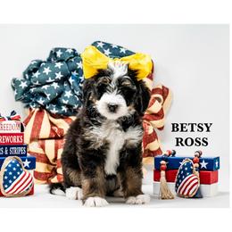 Betsy - Tri-color female Bernedoodle puppy in Olathe, Kansas from VonDoodles Bernedoodles & Sheepadoodles
