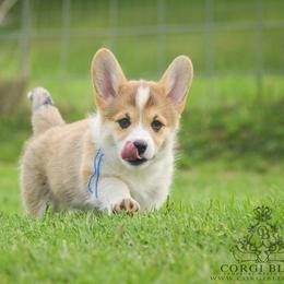 Blue Boy - Red male Pembroke Welsh Corgi puppy in Penobscot, Maine from Corgi Bliss Pembroke Welsh Corgis