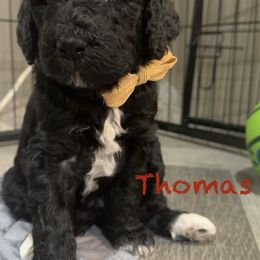 Goldendoodle Puppies from AZ Stickerdoodles