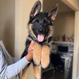 Boy 1 - Black and red male German Shepherd puppy in Stockton, California from Zaragoza German Shepherds