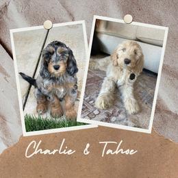 Goldendoodle Puppies from Lundee Doodles