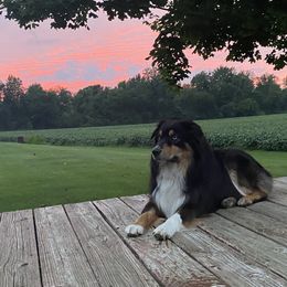 Journey - Australian Shepherd