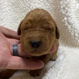 Ella (Girl 3) - Dark golden female Golden Retriever puppy in Stigler, Oklahoma from Red MAX Golden Retrievers