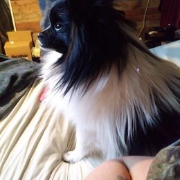 Prada - Pomeranian
