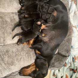 Dachshund Puppies from Hursh’s Hounds