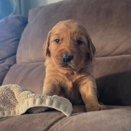 Whiskey - Dark golden male Golden Retriever puppy in Lebanon, Oregon from SnowPeakPaws