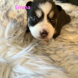 Emma - Black and white female Pomsky puppy in Coatesville, Pennsylvania from Peaceful Pomskys