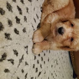 Goldendoodle Puppies from Soule Buddies