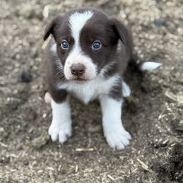 Dodge - Red male Border Collie puppy in North Lakeport, California from Wild Rose Ranch