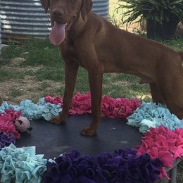 Brooks - Vizsla