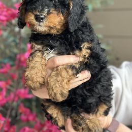 Bernedoodle Puppies from Eden Valley Bernedoodles