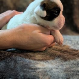 Sacha - White female Boxer puppy in New Holland, Pennsylvania from Shady Rill puppies