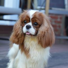 Mia - Cavalier King Charles Spaniel