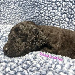 Goldendoodle and Poodle Puppies from SnickerDoodlePups