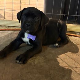 Purple - Gray brindle male Cane Corso puppy in Sullivan, Missouri from Midwest Cane Corso in Action