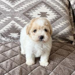 Sunny - Apricot male Havapoo puppy in Norwood, Missouri from Neuroth Pup Co.