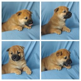 Shiba Inu Puppies from Slushpuppskies