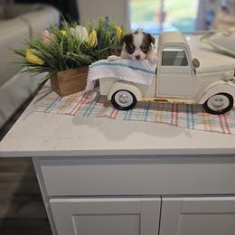 Boy 3 - Chocolate and white male Chihuahua puppy in Lugoff, South Carolina from Cutie Pie Chihuahua's