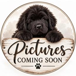 Girl 1 - Black female Newfoundland puppy in Nevis, Minnesota from Faithful Acres Newfs