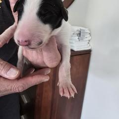 Gray Collar - White male Borzoi puppy in Wichita, Kansas from Kaos Kennel
