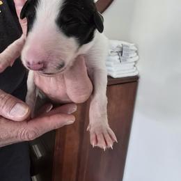 Gray Collar - White male Borzoi puppy in Wichita, Kansas from Kaos Kennel