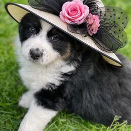 Davina - Black tri-color female Australian Shepherd puppy in Marshall, Virginia from Greywood Farm Aussies