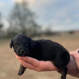 Yellow collar - Black tri-color female Aussiedoodle puppy in Fairmount, Georgia from Muscadine Meadows Farm