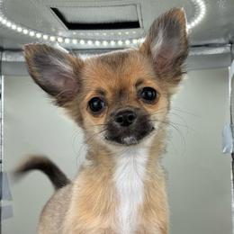 Madam - Black sabled fawn female Chihuahua puppy in Westport, New York from Chantilly chihuahuas