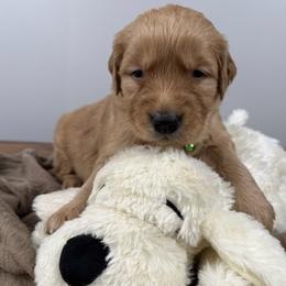 2nd pick boy (light green) - Dark golden male Golden Retriever puppy in Petaluma, California from Contango Goldens