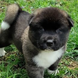 Akita from The Akita Bear's Ruff house!