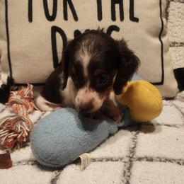 Dachshund Puppies from Darling Dachshunds