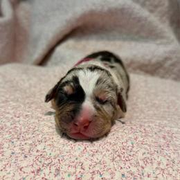 Goldenrod - Blue merle female Catahoula Leopard Dog puppy in Danielsville, Georgia from Sheepcote Farm Catahoula’s