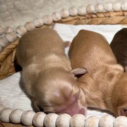 Boy 1 - Cream male Dachshund puppy in Bald Knob, Arkansas from Victoria’s Dachshunds