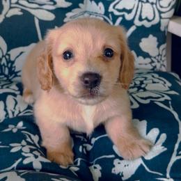 VANILLA CREAM - Cream female Dachshund puppy in Fort Pierce, Florida from Meldox