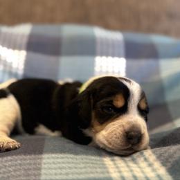 Green Collar - blue ticked - Black tan and bluetick male Beagle puppy in Princeton, Minnesota from Thor’s Beagles & Maha’s Staffy
