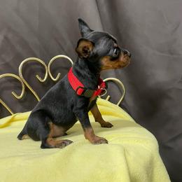 Gabriel - Black and tan male Miniature Pinscher puppy in Lancaster, Missouri from White Stone Ranch