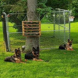 German Shepherd All Grown Up from Von Sagendorf Proud Paws