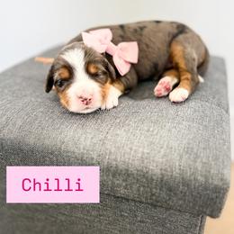 Chili - Merle female Bernedoodle puppy in West Haven, Utah from Split Mountain Doodles