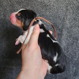 Brown collar - Black white and brown male Basset Hound puppy in Alton, Illinois from Show Me Great Danes and Basset Hounds