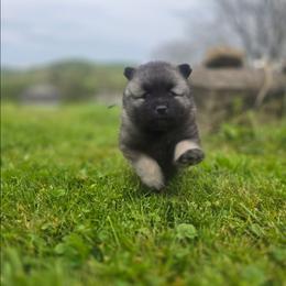 Sapphire - Gray silver and black female Keeshond puppy in Logan, Ohio from Hocking Hills Keeshonds