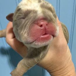 Melvin - Lilac tri-color male Bulldog puppy in Cumming, Georgia from Happy Place Kennels
