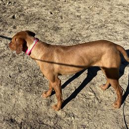 Vizslas from Mickle Farm Vizslas