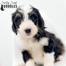 MARA - Tri-color female Bernedoodle puppy in Tipton, Indiana from Country Creek Doodles