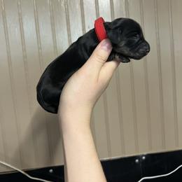 Oscar - Black and cream male Dachshund puppy in Nashville, Arkansas from Cuddles n Curls