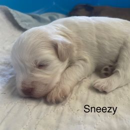 Sneezy - Wheaten male Miniature Schnauzer puppy in Brundidge, Alabama from Deez Pups Magnificent Schnauzers