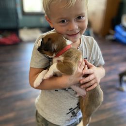 Boxer Puppies from Raynen Boxers, LLC