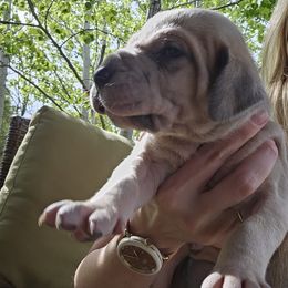 Great Dane Puppies from Harrison Danes